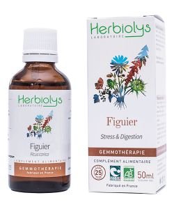Figuier (Ficus carica) - bourgeons frais BIO, 50 ml