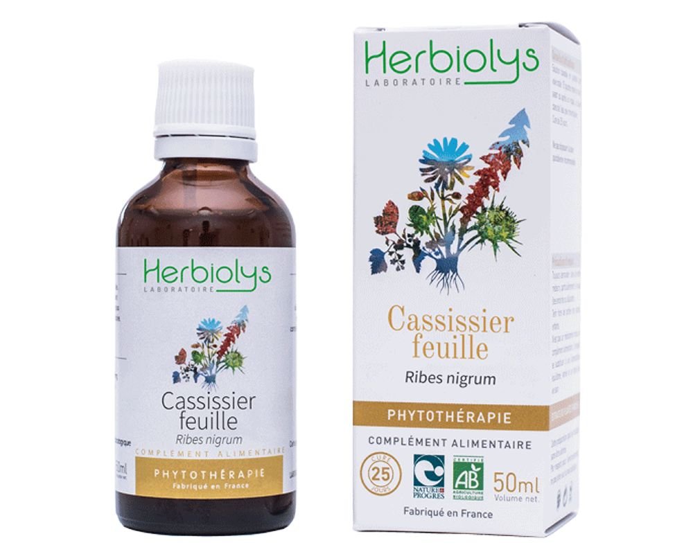 Cassissier, Cassis, "Groseillier Noir", Ribe Nigrum : Racines Nues