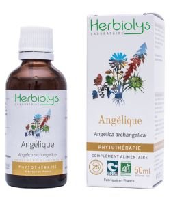 Angélique (Angelica archangelica) - Mâcérat de plantes fraîches