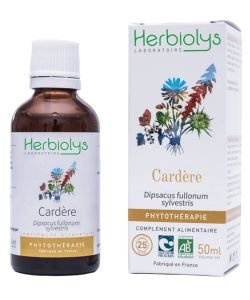 Cardère (Dipsacus fullonum / sylvestris) - Macérat de plantes fraîches BIO, 50 ml