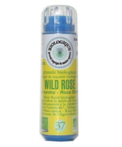 Eglantier - Wild Rose (n°37) SANS ALCOOL BIO, 130 granules