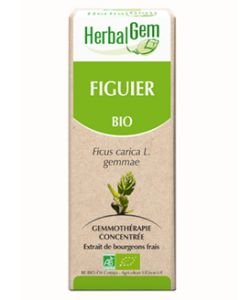 Figuier (Ficus carica) bourgeon - sans emballage BIO, 50 ml