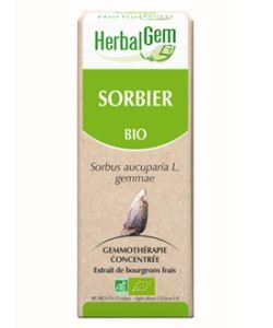 Sorbier (Sorbus aucuparia) bourgeon BIO, 15 ml