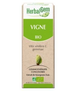 Vigne (Vitis vinifera) bourgeon BIO, 15 ml