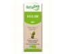 Figuier (Ficus carica) bourgeon