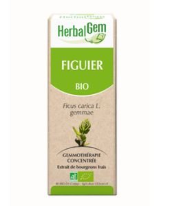 Figuier (Ficus carica) bourgeon BIO, 15 ml