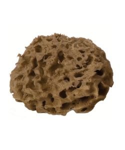 Sea sponge - Diameter 8 cm, part