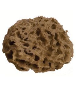 Sea sponge - Diameter 9.5 cm, part