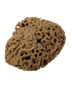 Sea sponge - Diameter 11 cm, part