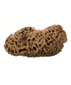 Sea sponge - Diameter 13 cm, part