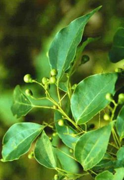 Ravintsara (Cinnamomum camphora) BIO, 10 ml