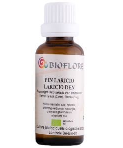 Pine laricio BIO, 30 ml