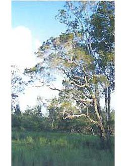 Tea-tree AUS (Melaleuca alternifolia) BIO, 10&nbsp;ml