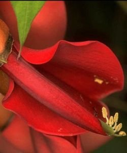 Ceibo - Erythrine corail, 30&nbsp;ml