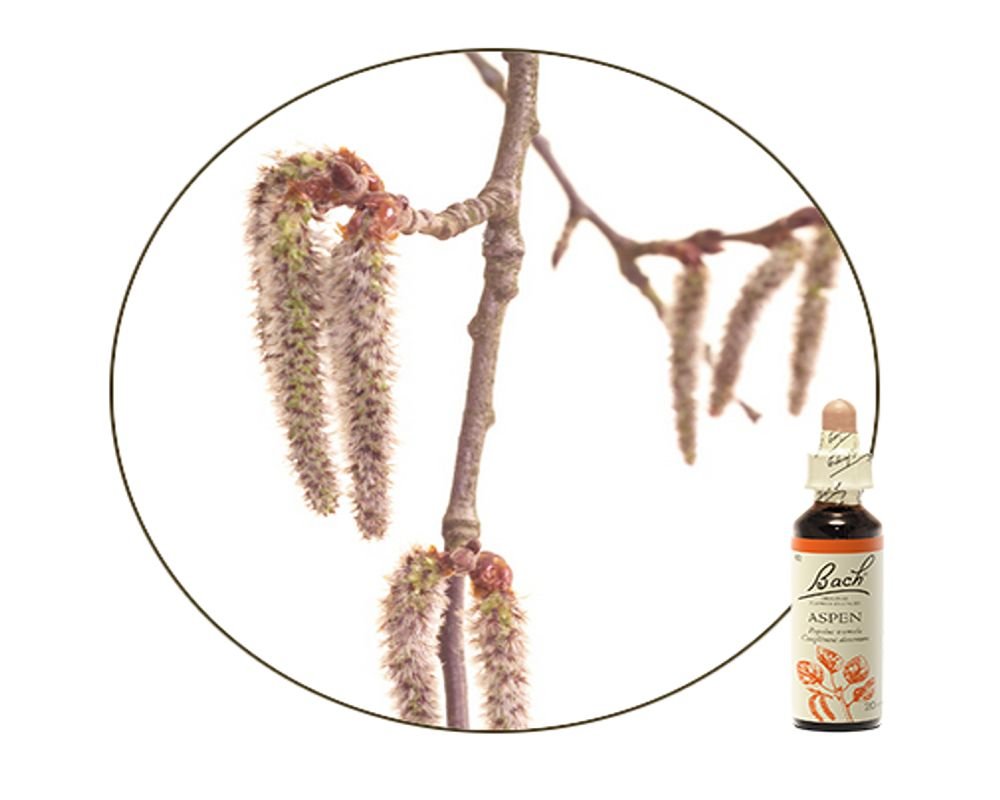 Aspen Bach Flower Benefits Best Flower Site
