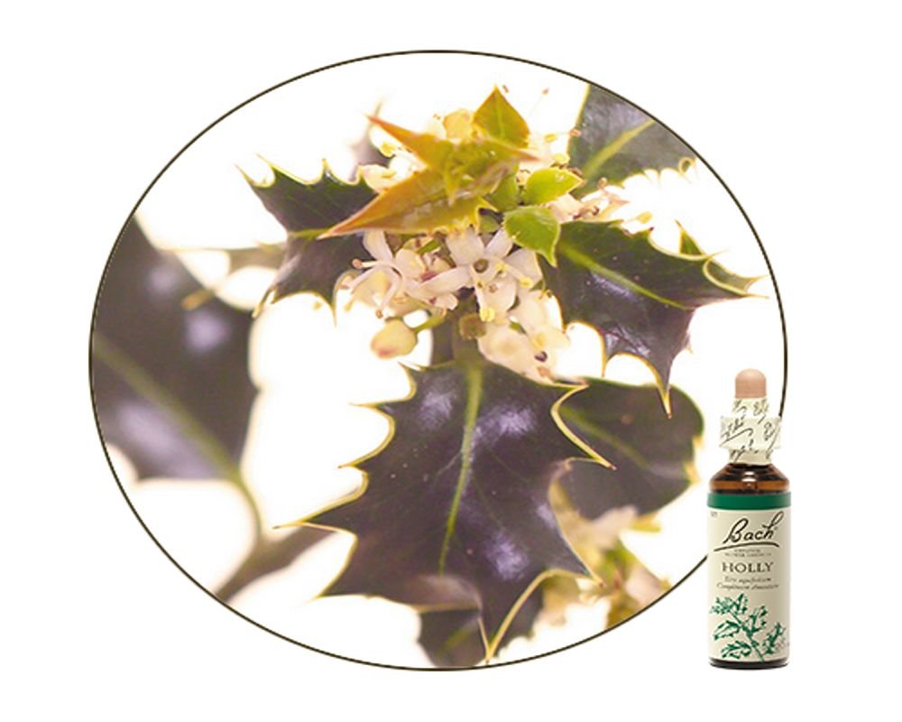 Fleur de Bach n°15 Houx/Holly (20ml) Fleur de Bach Original