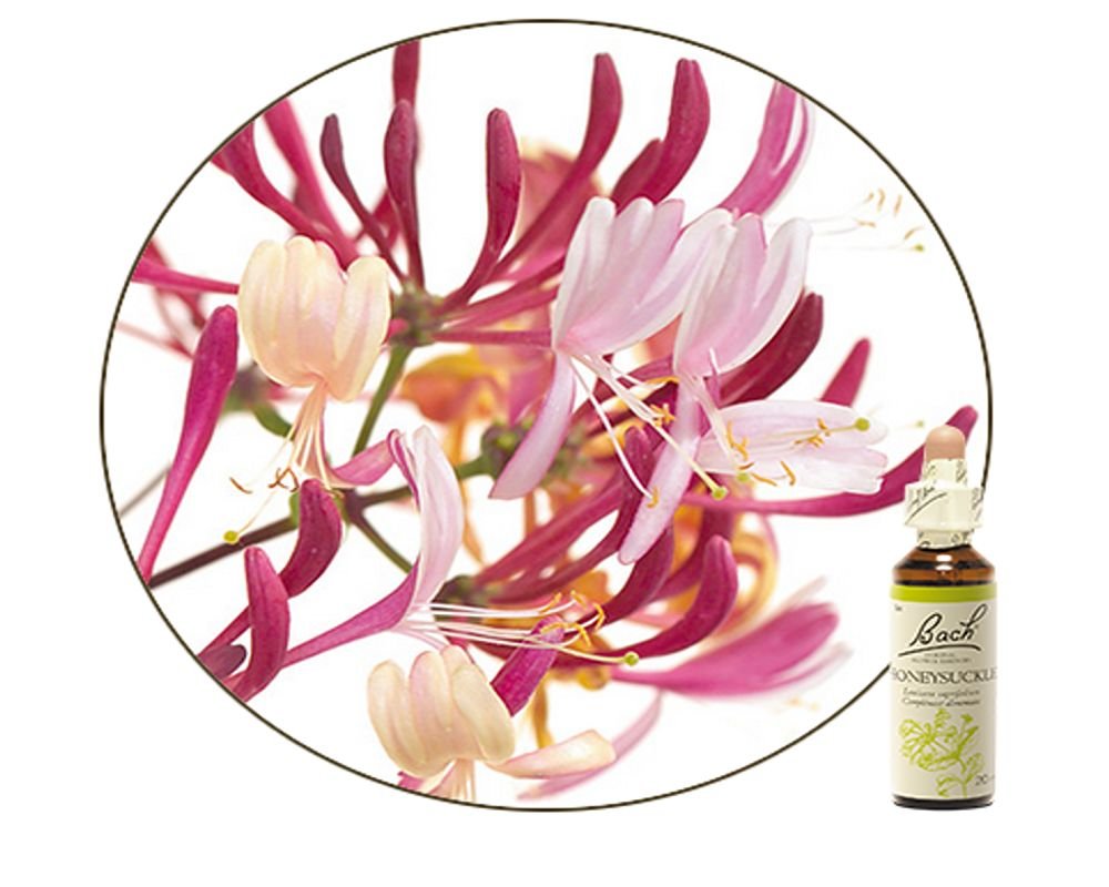 Fleur de Bach n°16 Chèvrefeuille (20ml) Fleur de Bach Original