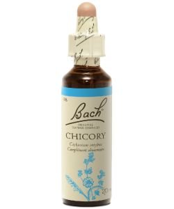 Chicorée - Chicory (n°8), 20 ml