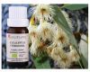 Eucalyptus citronné