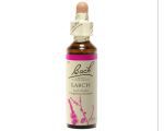 Mélèze - Larch