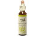 Chèvrefeuille - Honeysuckle