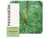 Pin sylvestre