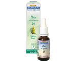 Pin sylvestre-Pine