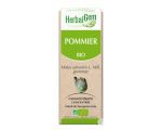 Pommier