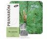 Pin sylvestre