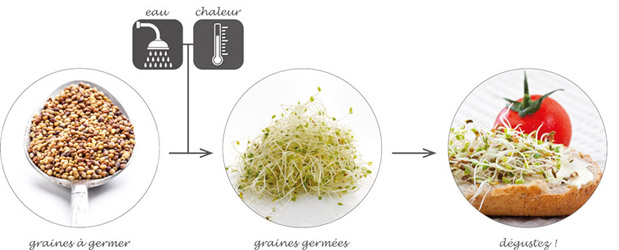 Graines germées fraîches d'alfalfa et trèfle rouge