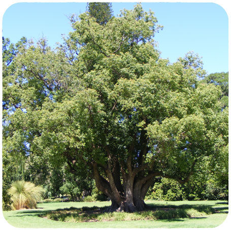 Huiles essentielles de bois de hô - Propriétés et utilisation