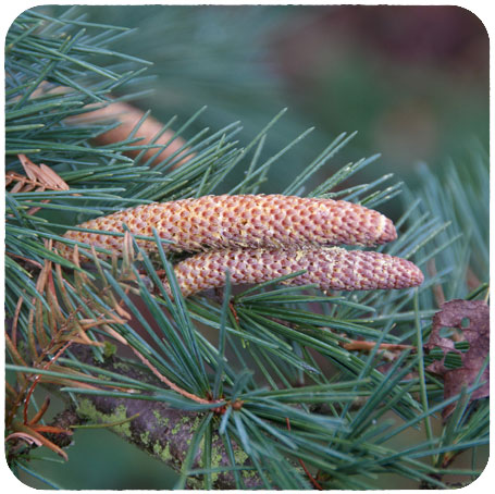 Huiles essentielles de cèdre de l himalaya Propriétés et