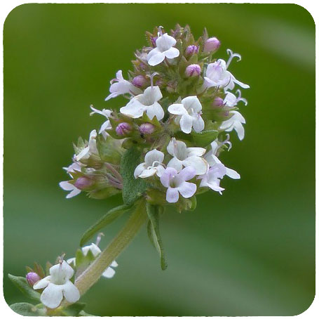 Poster « Américain Cultivé Avec Des Racines Monténégrines Tree Drapeau Du Mont%c3%a9n%c3%a9gro Par Doransameir Poster « Américain Cultivé Avec Des Racines Monténégrines Tree Drapeau Du Mont%c3%a9n%c3%a9gro Par Doransameir