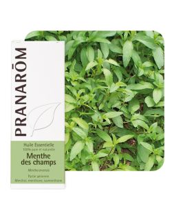 Huile Essentielle De Menthe Des Champs (Mentha Arvensis) - Neuf - Sans Marque